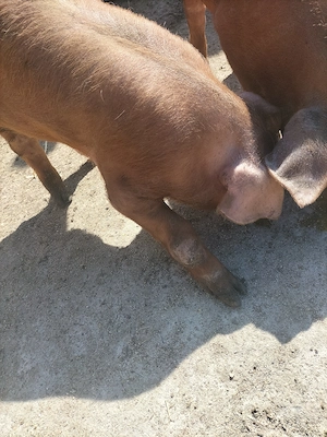 Porci duroc - imagine 3