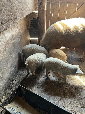 Purcei mangalita - imagine 2