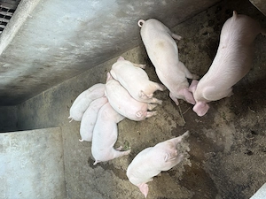 Purceii de vanzare!! - imagine 3