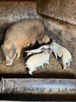 Purcei mangalita - imagine 4