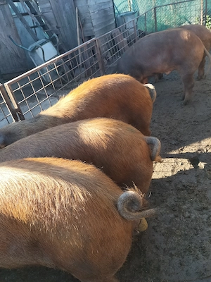 Porci duroc - imagine 4