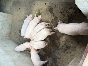 Purceii de vanzare!! - imagine 2