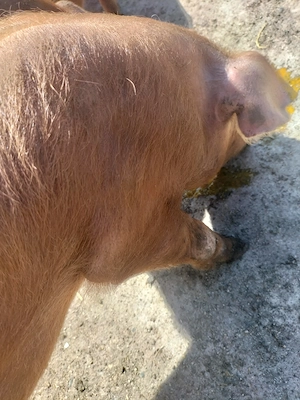 Porci duroc - imagine 2