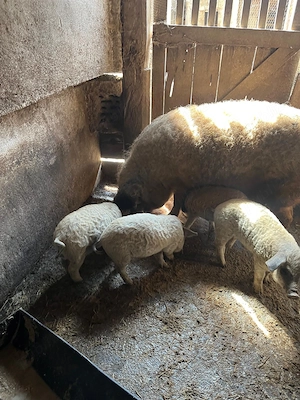 Purcei mangalita - imagine 3