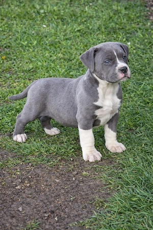 American Bully XL mascul blue cu alb, structură compactă, cu pedigree