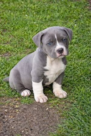 American Bully XL mascul blue cu alb, structură compactă, cu pedigree - imagine 4