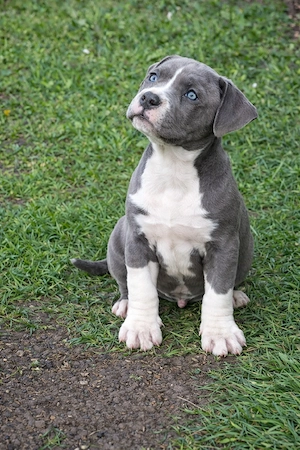 American Bully XL mascul blue cu alb, structură compactă, cu pedigree - imagine 3
