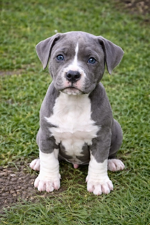 American Bully XL mascul blue cu alb, structură compactă, cu pedigree - imagine 2