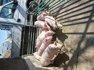 Vand 6 grasunii pt rostisor