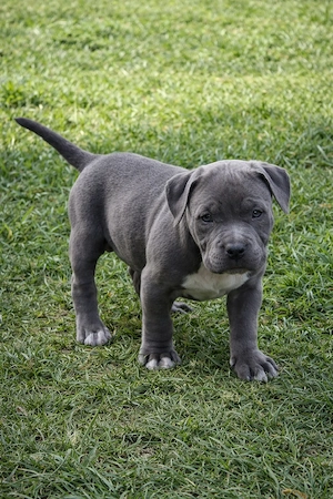 American Bully femelă deosebită, bot scurt, aspect masiv, cu pedigree - imagine 2
