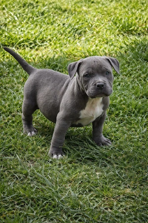 American Bully femelă deosebită, bot scurt, aspect masiv, cu pedigree - imagine 3