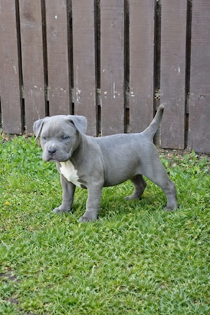 American Bully femelă deosebită, bot scurt, aspect masiv, cu pedigree