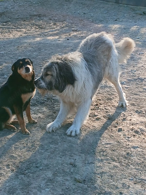 Ciobănesc în vârstă de 2 ani 