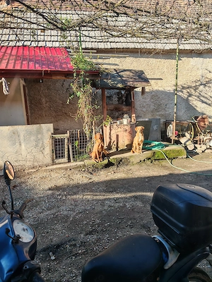 Donez Vizsla Maghiara 5 ani. Femela