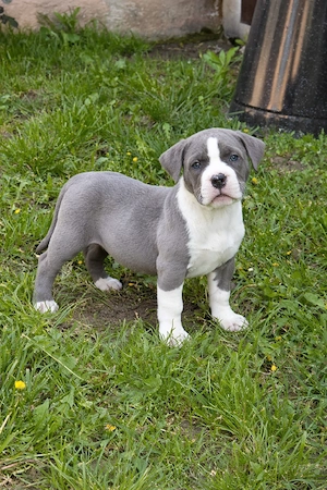 American Bully XL blue cu alb, exemplar premium, foarte bine dezvoltat, cu pedigree - imagine 3