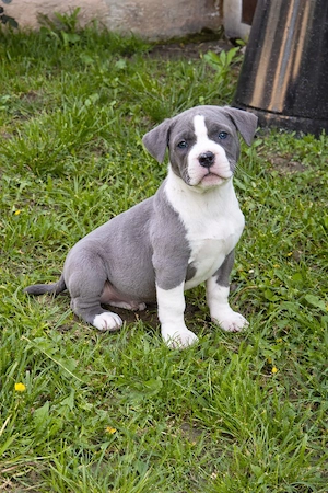 American Bully XL blue cu alb, exemplar premium, foarte bine dezvoltat, cu pedigree