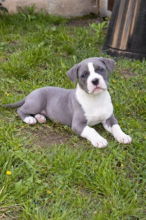 American Bully XL blue cu alb, exemplar premium, foarte bine dezvoltat, cu pedigree - imagine 2