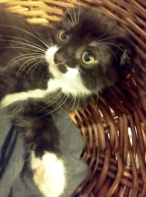 Onyx, pretioasa Scottish, cauta Om - imagine 5