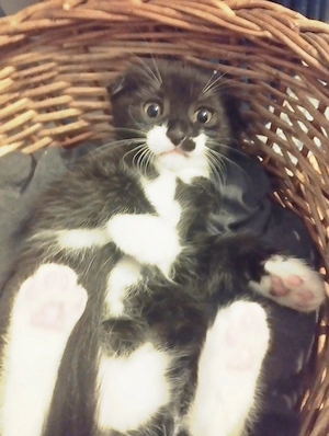 Onyx, pretioasa Scottish, cauta Om - imagine 4