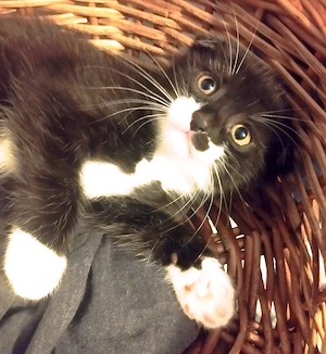 Onyx, pretioasa Scottish, cauta Om - imagine 2