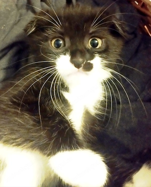 Onyx, pretioasa Scottish, cauta Om - imagine 3