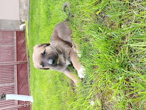 Caine ciobanesc asia centrala  - imagine 4