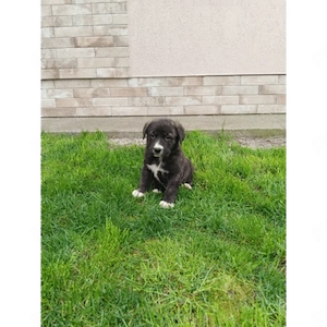 Caine ciobanesc asia centrala  - imagine 2