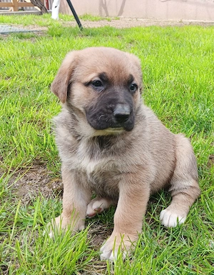 Caine ciobanesc asia centrala  - imagine 3