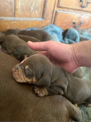 tekel ciocolatiu - imagine 2