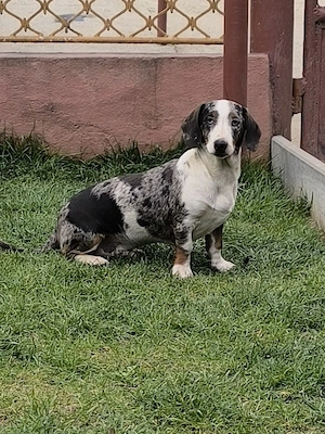 Teckel arlechin - imagine 2