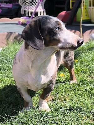 Teckel arlechin - imagine 4