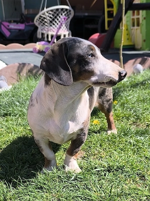 Teckel arlechin - imagine 3