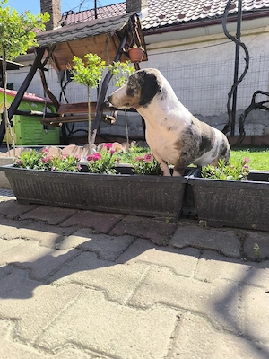 Teckel arlechin - imagine 5