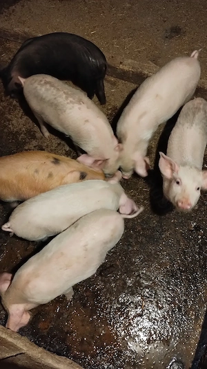 Vând purcei de 2 luni