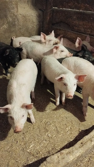 Vând purcei de 2 luni