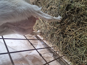 vând căprițe de rasă. - imagine 4