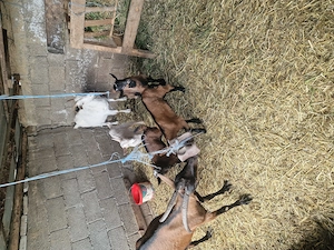 vând căprițe de rasă. - imagine 2