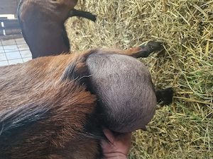 vând căprițe de rasă. - imagine 3