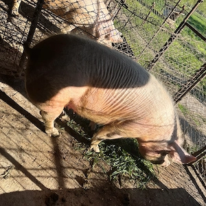 Scroafă de tăiat 170-180 kg