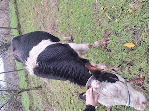 Vând junică tânără,  gata de montat - imagine 2