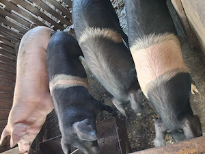 Vând șoldani - imagine 3