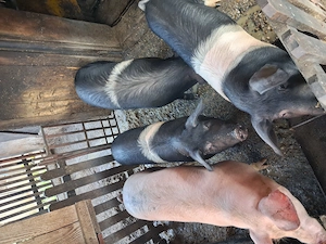 Vând șoldani - imagine 2