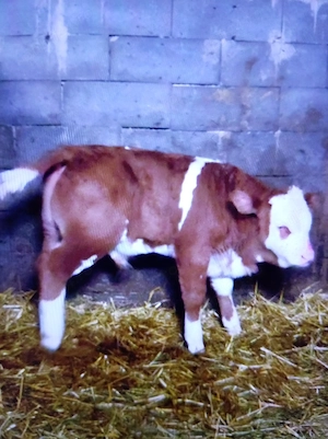 Vind vițel de rasă de carne 