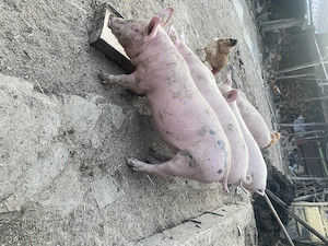 Șoldani 11 săptămâni 