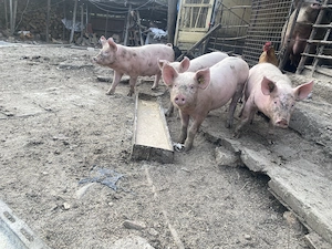 Șoldani 11 săptămâni  - imagine 2