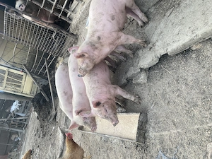 Șoldani 11 săptămâni  - imagine 3