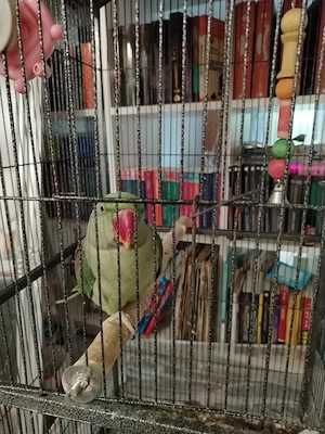 Vând papagal marele Alexandru - imagine 2