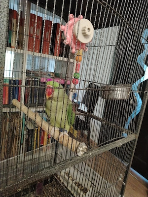 Vând papagal marele Alexandru - imagine 3