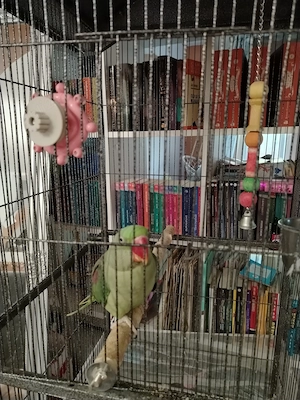 Vând papagal marele Alexandru