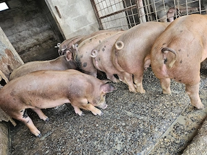 Purcei Pietrain x Duroc American - imagine 4